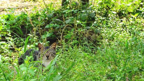 View of cat on field