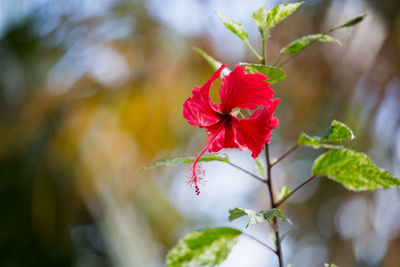 Close-up of red flowers blooming outdoors