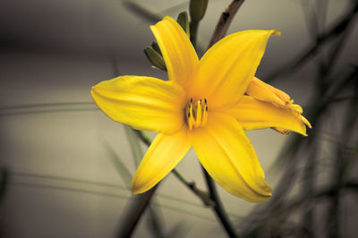 Close-up of yellow day lily blooming outdoors