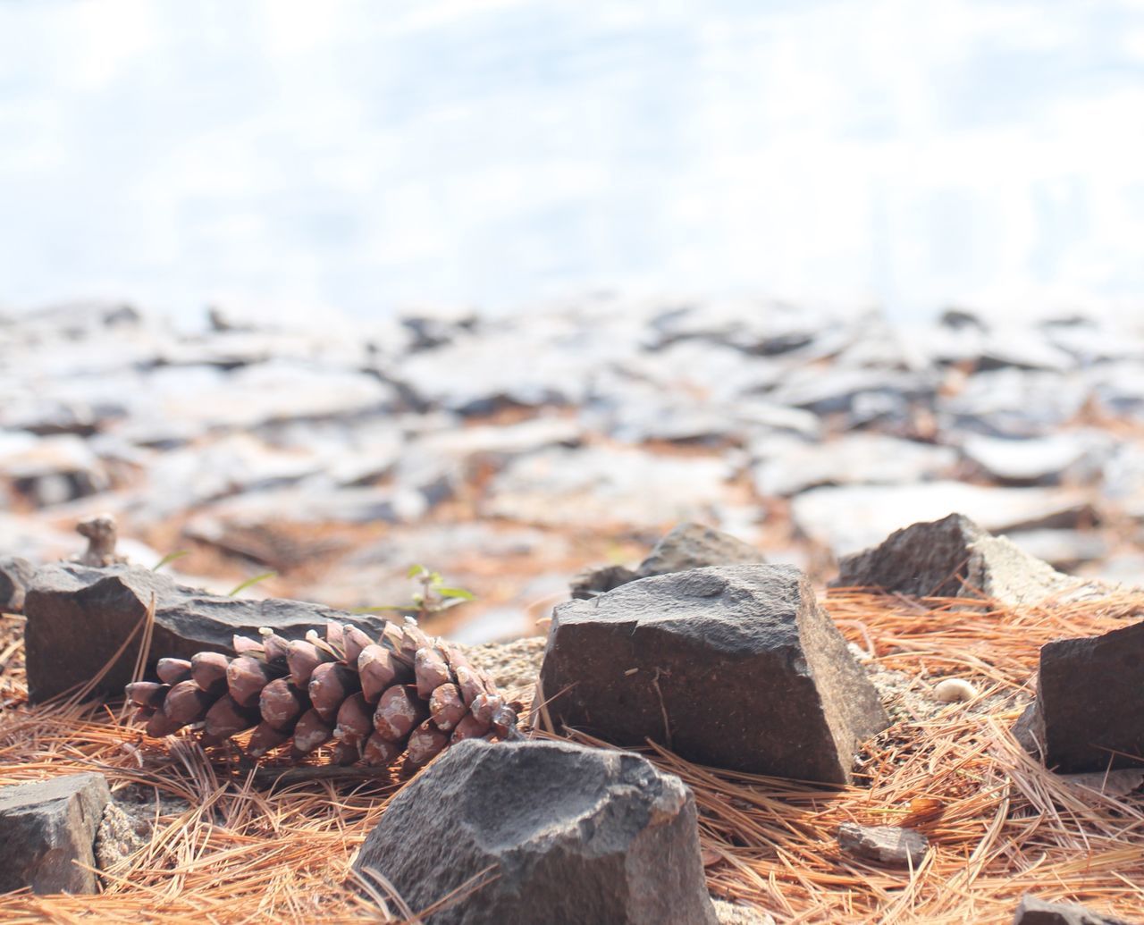 nature, day, rock, no people, land, solid, focus on foreground, close-up, rock - object, outdoors, tranquility, field, sky, sunlight, selective focus, large group of objects, abundance, non-urban scene, stone - object, beach