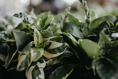 Close up of green leaves