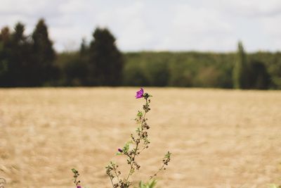 Purple flowering plant on field against sky