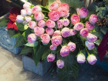 Close-up of pink flowers
