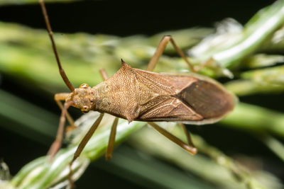 Close-up of bug on plant 