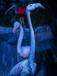 Close-up of flamingo