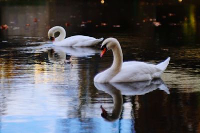 Swan floating on lake