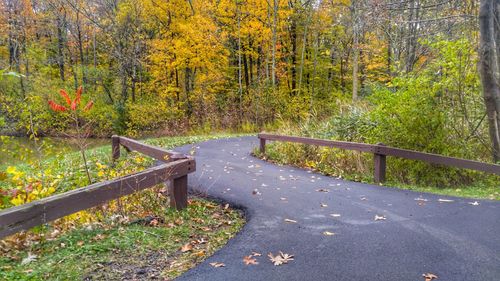 Road amidst trees in forest during autumn