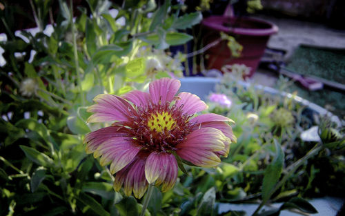 Close-up of pink flower