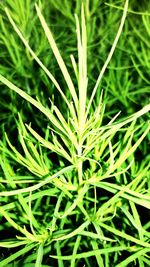 Close-up of plant on field