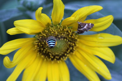 Close-up of insect on yellow flower