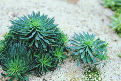 Close-up of green plant on sea shore