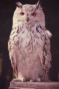 Close-up portrait of owl perching at night