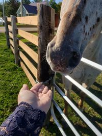 Midsection of person feeding horse