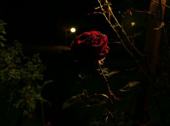 Close-up of illuminated red light