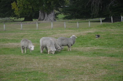 Sheep grazing in a field