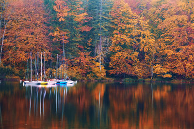 Scenic view of lake in forest during autumn