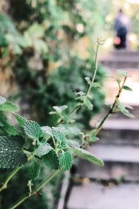 Close-up of plant