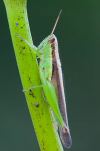 Close-up of insect on leaf