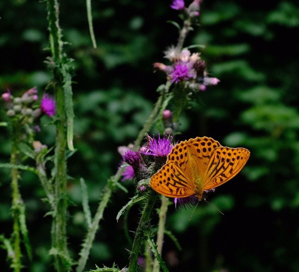 BUTTERFLY ON FLOWER