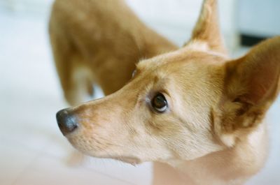 Close-up of dog looking away