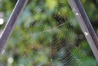 Close-up of spider on web