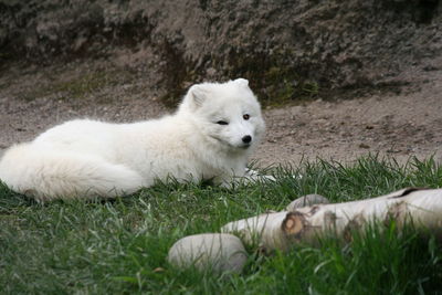 Close-up of arctic fox on grass