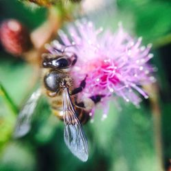 Close-up of honey bee pollinating on white flower