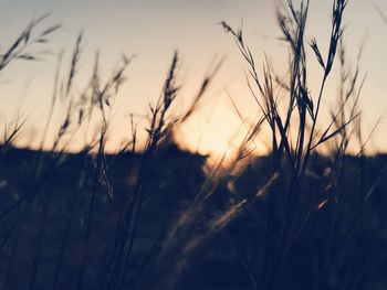 Close-up of stalks in field against sunset sky