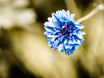 Close-up of purple flowering plant