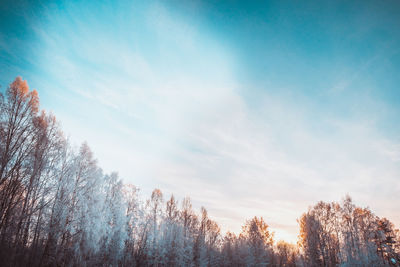 Low angle view of trees against sky during winter