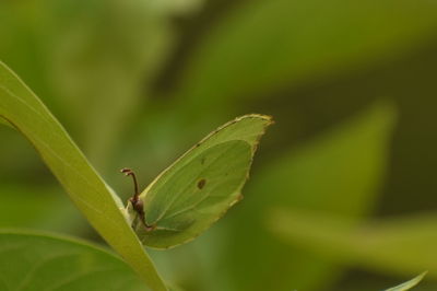 Close-up of insect on leaf