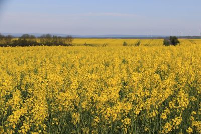 Scenic view of oilseed rape field against sky