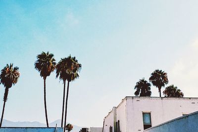 Low angle view of palm trees against clear blue sky