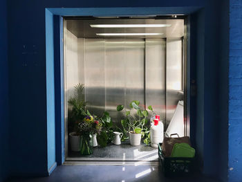 Potted plants in an elevator in the afternoon sun