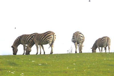 View of zebra grazing on field