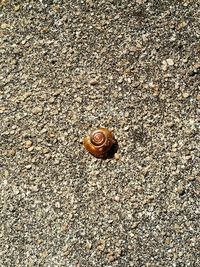 Close-up of snail