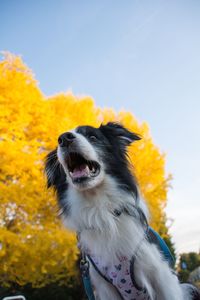 Low angle view of dog against yellow sky