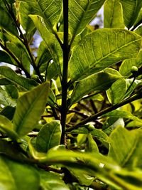 Full frame shot of fresh green leaves