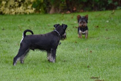 Black dog on field