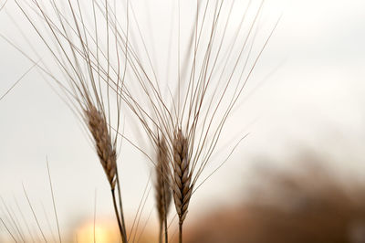 Close-up of stalks against the sky