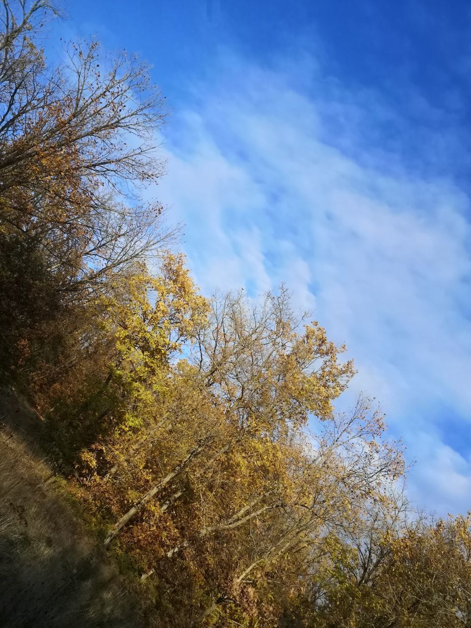 nature, tree, sky, plant, sunlight, leaf, autumn, cloud, beauty in nature, low angle view, no people, growth, blue, morning, grass, tranquility, day, outdoors, scenics - nature, forest, branch, land, environment, tranquil scene, non-urban scene, reflection, flower