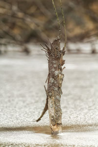 Close-up of dry leaf on wood