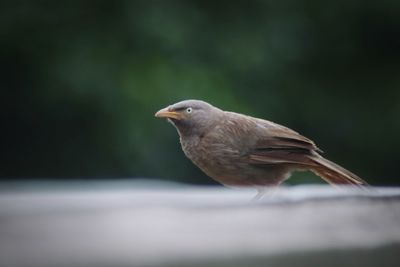 Close-up of bird perching