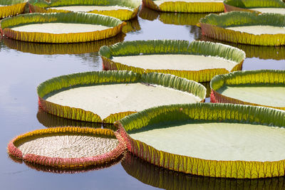 Victoria beautiful lotus flower in natural