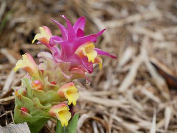 Close-up of pink flowering plant