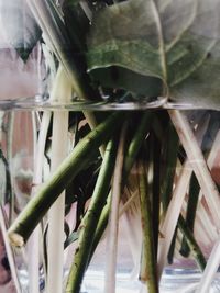 Close-up of plants in glass