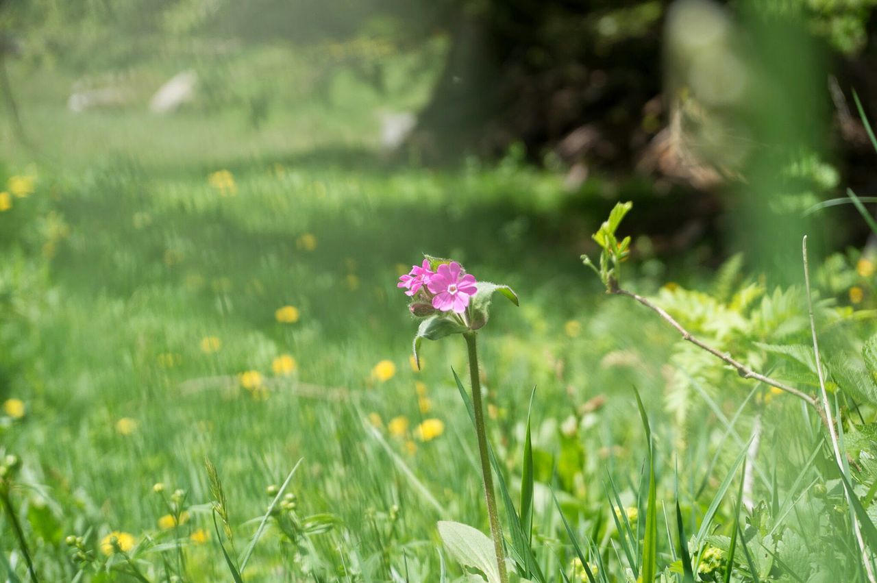 flower, freshness, growth, fragility, petal, beauty in nature, plant, blooming, field, nature, focus on foreground, flower head, green color, grass, stem, wildflower, purple, in bloom, close-up, selective focus