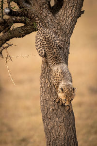 Young cheetah on tree trunk