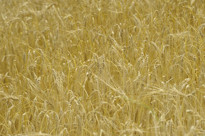 Full frame shot of wheat field