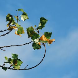 Low angle view of plant against blue sky